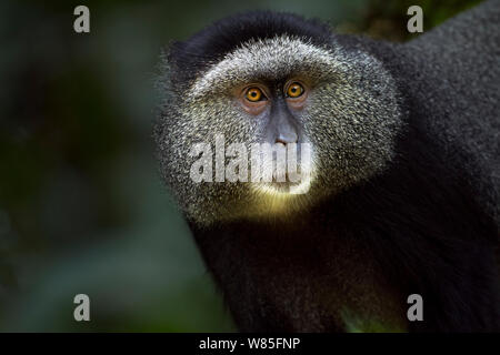 Stulmann&# 39;s blue monkey (Cercopithecus mitis stuhlmanni) mâle &# 39;head and shoulders portrait. Forêt de Kakamega au sud, Province de l'Ouest, au Kenya. Banque D'Images