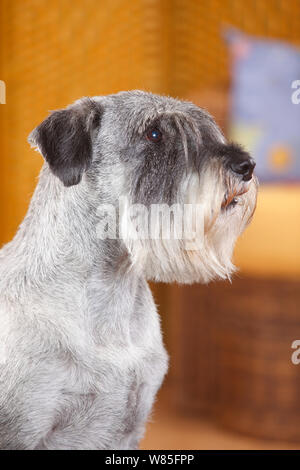 Schnauzer Standard, homme age 10 ans avec le poivre et sel anthocyanées, portrait. Banque D'Images