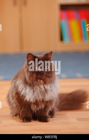 British Longhair Chat, couleur chocolat tomcat. Banque D'Images