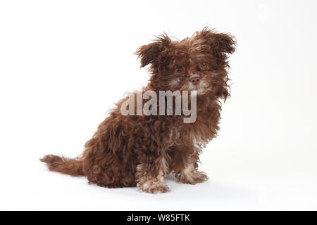 Bolonka Zwetna, chiot de 3 mois d'âge, portrait contre fond blanc. Banque D'Images