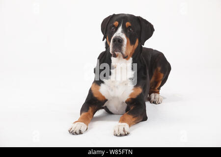 Plus de Swiss Mountain Dog, homme l'âge de 7 ans. Portrait contre fond blanc. Banque D'Images