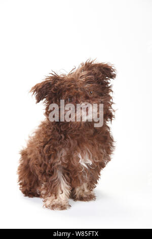 Bolonka Zwetna, chiot de 3 mois d'âge, portrait contre fond blanc. Banque D'Images