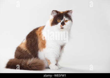 British Longhair Cat, chocolat-tortie-portrait, blanc contre un fond blanc. Banque D'Images