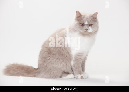 British Longhair Cat, lilas blanc (Highlander, Lowlander, britannique) Banque D'Images