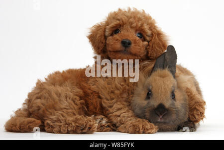 Mignon chiot caniche Toy rouge et lapin. Banque D'Images