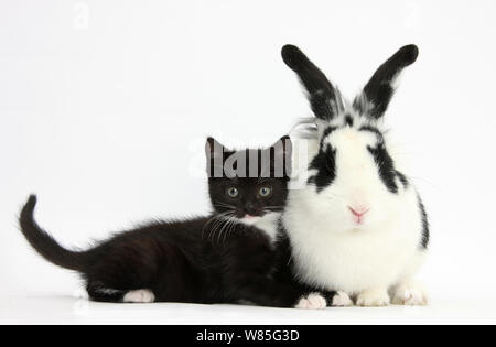 Smoking noir et blanc chaton noir et blanc avec le lapin. Banque D'Images