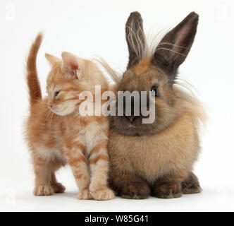 Ginger kitten et croix de Lionhead rabbit. Banque D'Images