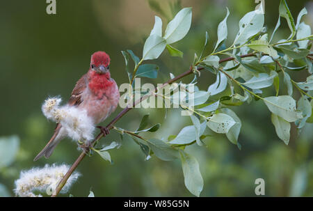 Common Rosefinch (Carpodacus erythrinus) mâle adulte, Joensuu, Finlande, mai Banque D'Images