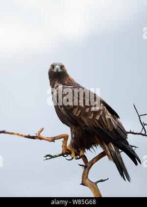 L'Aigle royal (Aquila chrysaetos) adulte, Norway, novembre Banque D'Images