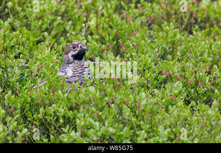 Tetrastes bonasia Gélinotte () dans la végétation, Kuusamo, Finlande, juin Banque D'Images