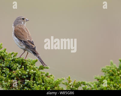 Linnet Carduelis cannabina (femelle) de l'OTU, Finlande, Août Banque D'Images