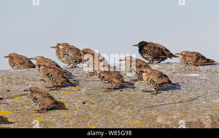 Etourneau sansonnet (Sturnus vulgaris) adultes avec des jeunes, reposant sur le roc, l'OTU, Finlande, Août Banque D'Images