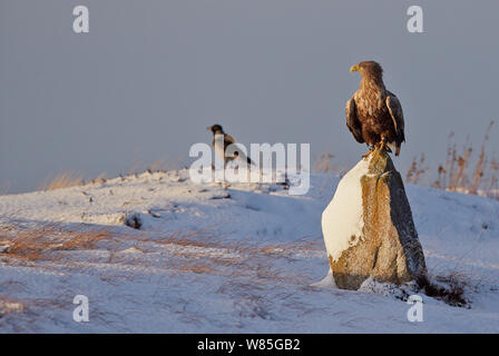 À queue blanche (Haliaeetus albicilla) perché sur la roche enneigée avec Hooded crow (Corvus cornix) en arrière-plan, la Norvège, Novembre Banque D'Images