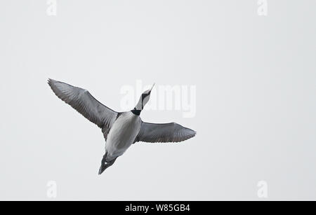 À bec blanc (Gavia adamsii) Plongeur en vol, peut-être, de la Norvège, de Gamvik Banque D'Images