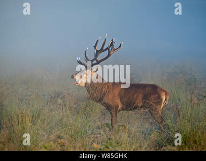 Red Deer (Cervus elaphus) stag pendant le rut sur un misty dans Richmond Park, réserve naturelle nationale, Londres, Royaume-Uni, octobre. Banque D'Images