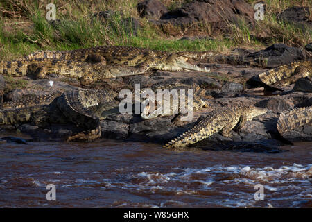 Les crocodiles du Nil (Crocodylus niloticus) reposant sur des rochers. Masai Mara National Reserve, Kenya. Banque D'Images