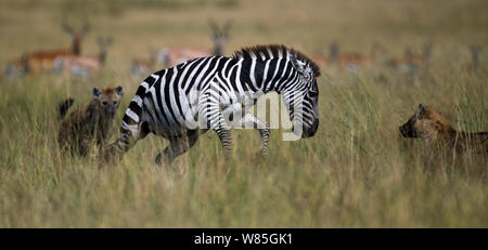 Conjoint ou zèbre Des Plaines (Equus quagga burchellii) homme boiteux de une blessure chassés par l'Hyène tachetée (Crocuta crocuta). Masai Mara National Reserve, Kenya. Banque D'Images