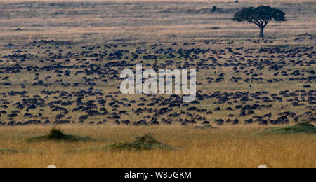 Le troupeau de gnous barbu (Connochates taurinus). Masai Mara National Reserve, Kenya. Banque D'Images