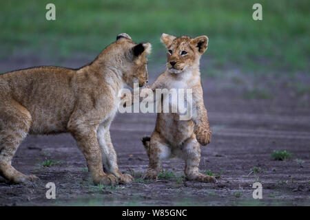 Lion (Panthera leo) cub âgés d'une année à l'affiche avec une jeune cub. Masai Mara National Reserve, Kenya. Banque D'Images