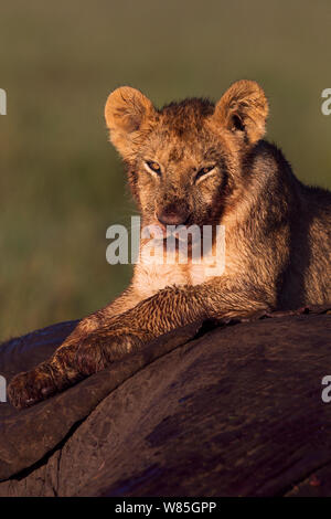 Lion (Panthera leo) cub âgés d'une année en appui sur une carcasse portrait. Masai Mara National Reserve, Kenya. Banque D'Images