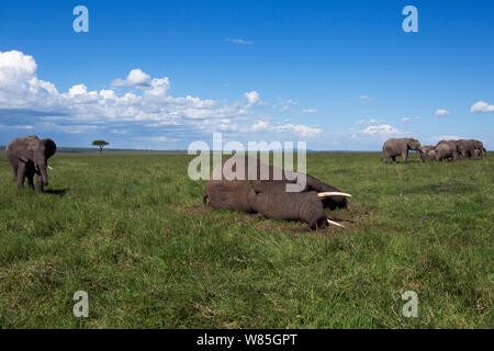 L'éléphant africain (Loxodonta africana) veillant sur le cadavre d'un éléphant. Masai Mara National Reserve, Kenya. Banque D'Images