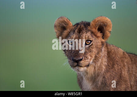 Lion (Panthera leo) cub âgés d'une année, portrait. Masai Mara National Reserve, Kenya. Banque D'Images
