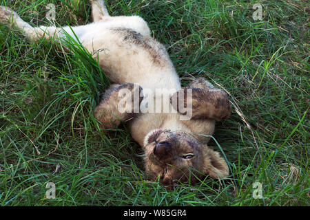 Lion (Panthera leo) cub âgés d'une année, couché sur le dos. Masai Mara National Reserve, Kenya. Banque D'Images