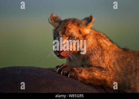 Lion (Panthera leo) cub âgés d'une année, portrait. Masai Mara National Reserve, Kenya. Banque D'Images