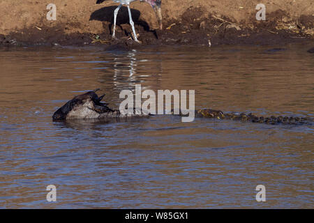 Le crocodile du Nil (Crocodylus niloticus) attaquant un Gnou barbu-blanc de l'Est (Connochaetes taurinus) comme il traverse la rivière Mara. Masai Mara National Reserve, Kenya. Banque D'Images