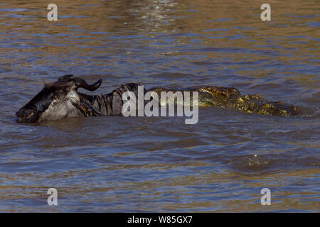 Le crocodile du Nil (Crocodylus niloticus) attaquant un Gnou barbu-blanc de l'Est (Connochaetes taurinus) comme il traverse la rivière Mara. Masai Mara National Reserve, Kenya. Banque D'Images