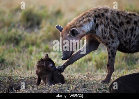 L'Hyène tachetée (Crocuta crocuta) des profils avec un chiot âgé d'environ un mois. Masai Mara National Reserve, Kenya. Banque D'Images