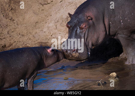 Hippopotame (Hippopotamus amphibius) femelle et veau. Masai Mara National Reserve, Kenya. Banque D'Images