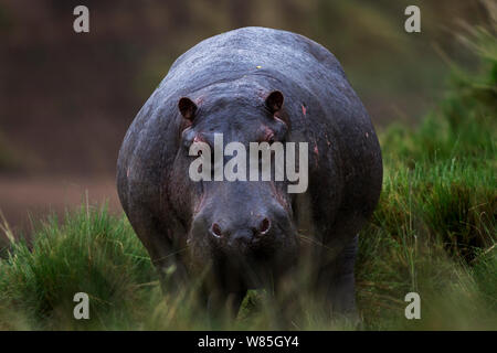 Hippopotame (Hippopotamus amphibius) marcher dans l'herbe. Masai Mara National Reserve, Kenya. Banque D'Images