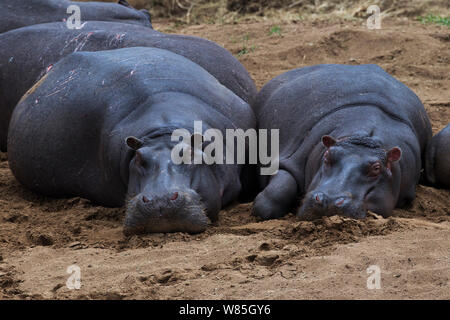 L'Hippopotame (Hippopotamus amphibius) reposant sur les rives de la rivière Mara. Masai Mara National Reserve, Kenya. Banque D'Images