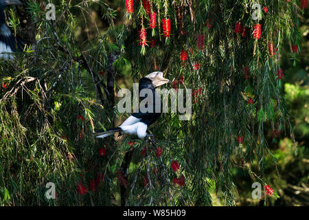 Le noir et blanc casqued hornbill (Ceratogymna subcylindricus subquadratus) homme assis dans une brosse à bouteille arbre. Forêt de Kakamega au sud, Province de l'Ouest, au Kenya. Banque D'Images