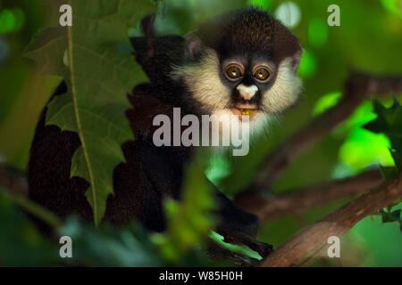 Singe à queue rouge (Cercopithecus ascanius) peering juvénile à travers la végétation - portrait. Kakamega Forest National Reserve, Province de l'Ouest, au Kenya. Banque D'Images