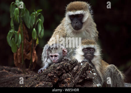 Un singe (Chlorocebus aethiops) très jeune bébé assis avec elle&# 39;s mère et un autre enfant. Elsamere, le lac Naivasha, Province de la vallée du Rift, au Kenya. Banque D'Images