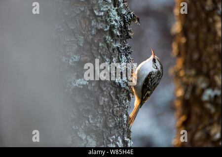 Bruant eurasien (Certhia familiaris) sur le tronc de l'arbre, Klaebu, West-Vlaanderen. La Norvège, février. Banque D'Images