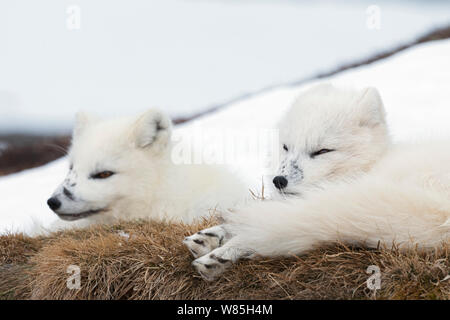 Le renard arctique (Alopex lagopus) hommes et femmes au repos. Le Parc National de Dovrefjell-Sunndalsfjella, Norvège, avril. Banque D'Images