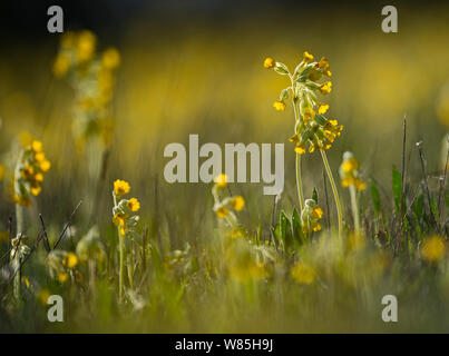 (Primula veris Cowslips) croissant dans flower meadow, North Norfolk, au Royaume-Uni, en avril. Banque D'Images