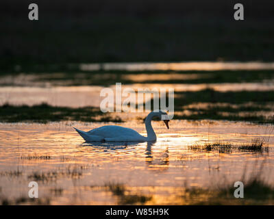 Mute swan (Cygnus olor) se nourrissant de mer au coucher du soleil, le CLAJ, Norfolk, UK, avril. Banque D'Images