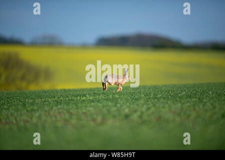 Lièvre brun (Lepus europaeus) s'exécutant sur les terres agricoles, Ringstead, Norfolk, UK, avril. Banque D'Images