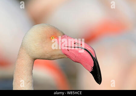 Flamant rose (Phoenicopterus roseus) portrait, Camargue, France, février. Banque D'Images