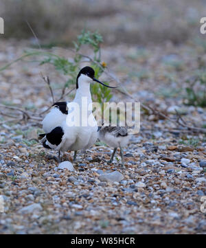 Avocette élégante (Recurvirostra avosetta) avec chick au nid, Claj, Norfolk, UK, juillet. Banque D'Images