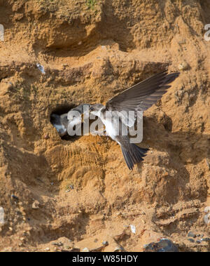 (Riparia riparia) nourrir les jeunes au nid à la colonie dans les falaises de grès, de North Norfolk, au Royaume-Uni, en juin. Banque D'Images