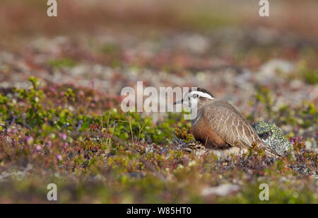 (Charadrius morinellus) « récent avec chick, Kiilopaa, Inari, Finlande, juin. Banque D'Images