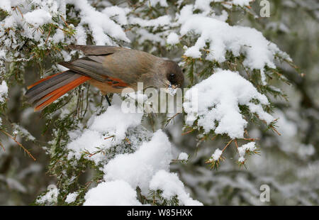 (Perisoreus infaustus de Sibérie) sur les branches de sapin, Kuusamo, Finlande, novembre. Banque D'Images