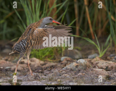Rampe d'eau (Rallus aquaticus) un étalement des ailes, l'OTU, Sauvo Finlande, août. Banque D'Images