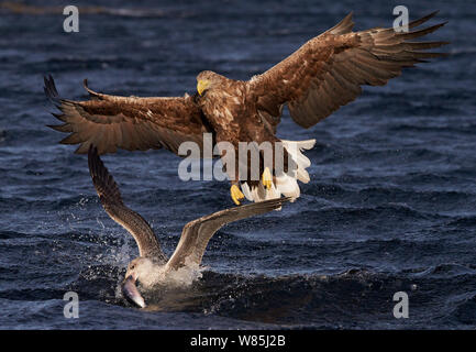 À queue blanche (Haliaeetus albicilla) chasing goéland argenté (Larus argentatus) avec des poissons, de la Norvège, de l'Octobre. Banque D'Images