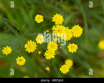 La lapsane commune Lapsana communis) (en fleur, Sussex, England, UK. De juin. Banque D'Images